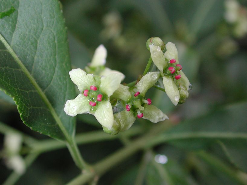 Celastraceae Euonymus hamiltonianus