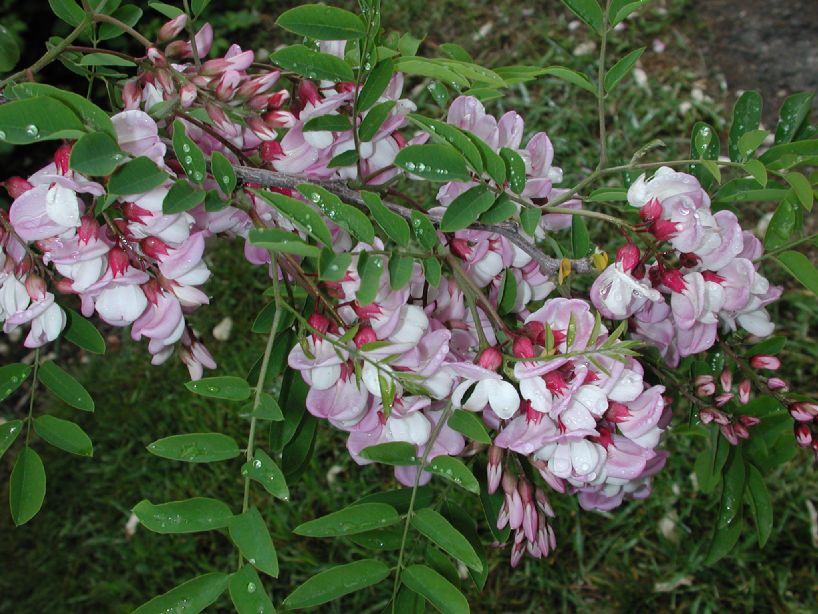 Fabaceae Robinia hispida