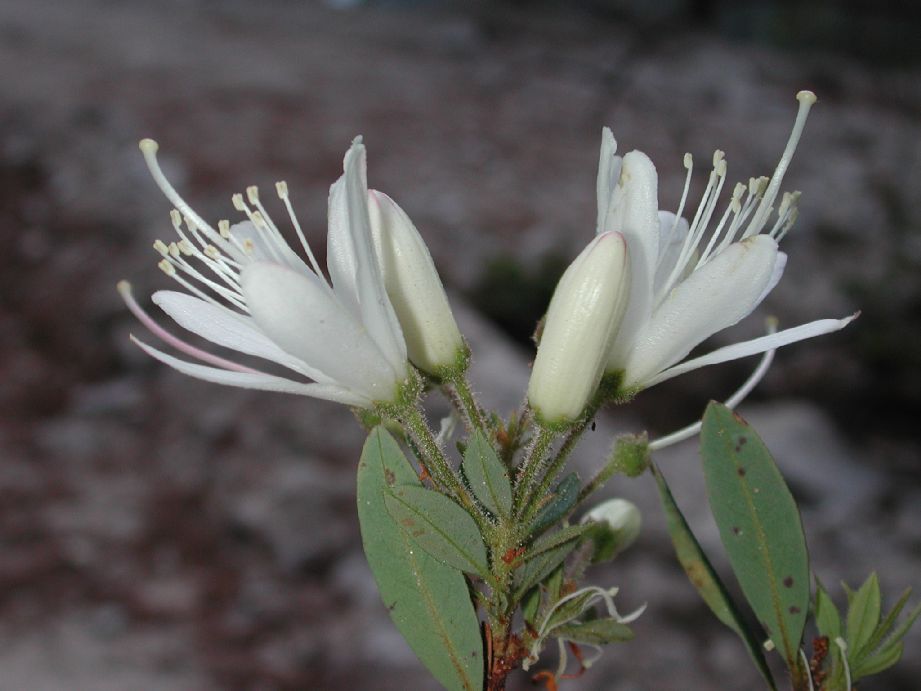 Ericaceae Bejaria aestuans