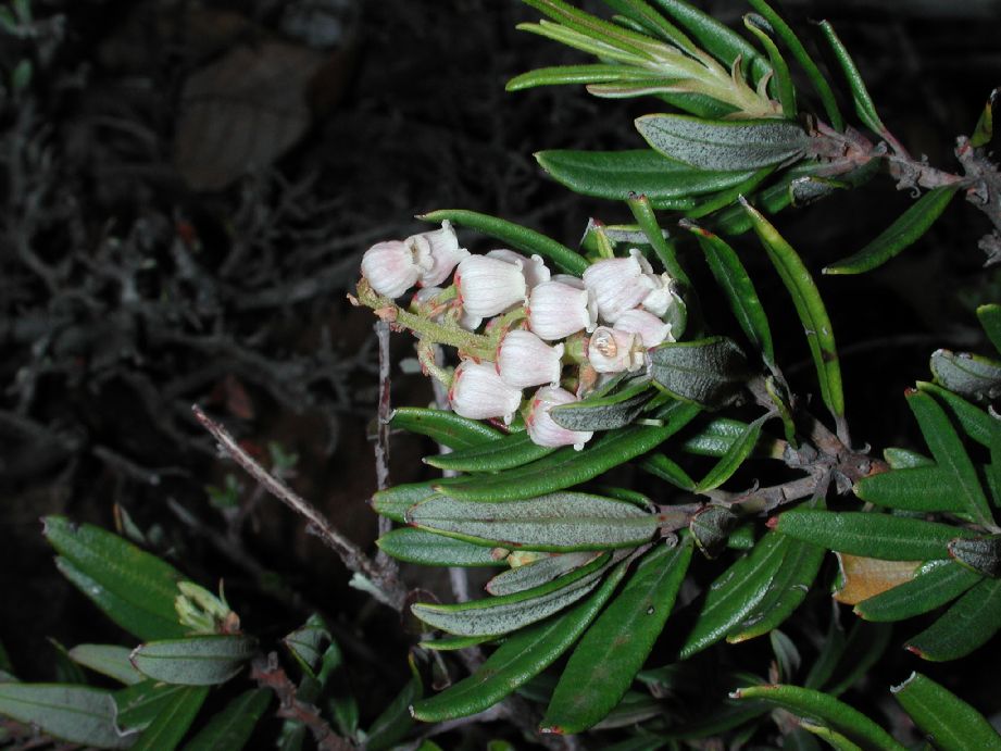 Ericaceae Comarostaphylis polifolia