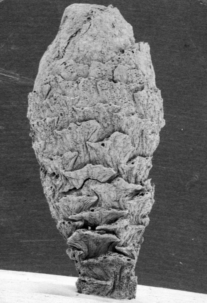 Nymphaeaceae Microvictoria svitkoana