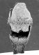 image of Microvictoria svitkoana