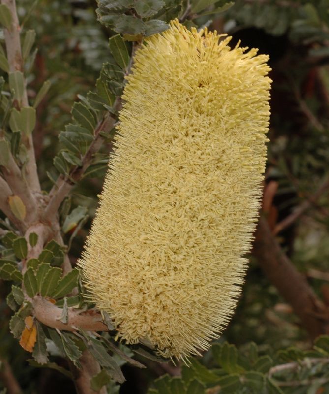 Proteaceae Banksia praemorsa