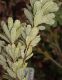 image of Banksia praemorsa