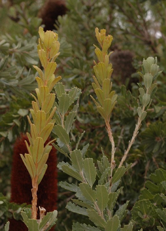 Proteaceae Banksia praemorsa