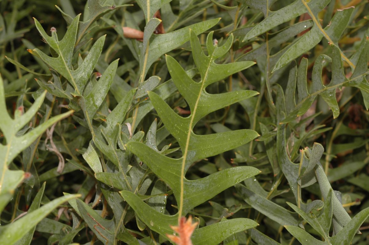 Proteaceae Banksia blechnifolia