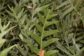 image of Banksia blechnifolia