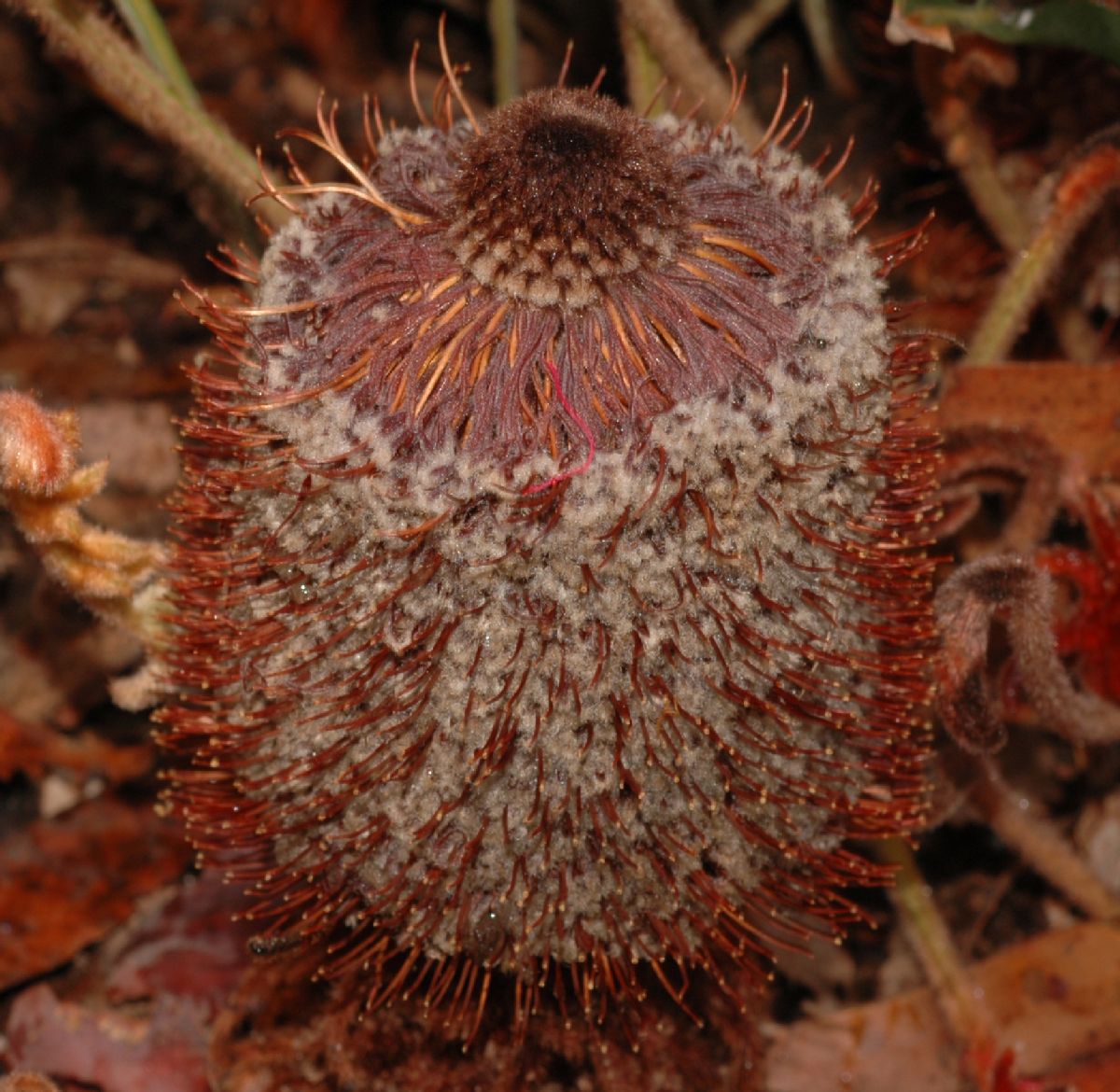 Proteaceae Banksia blechnifolia