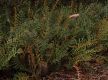 image of Banksia blechnifolia