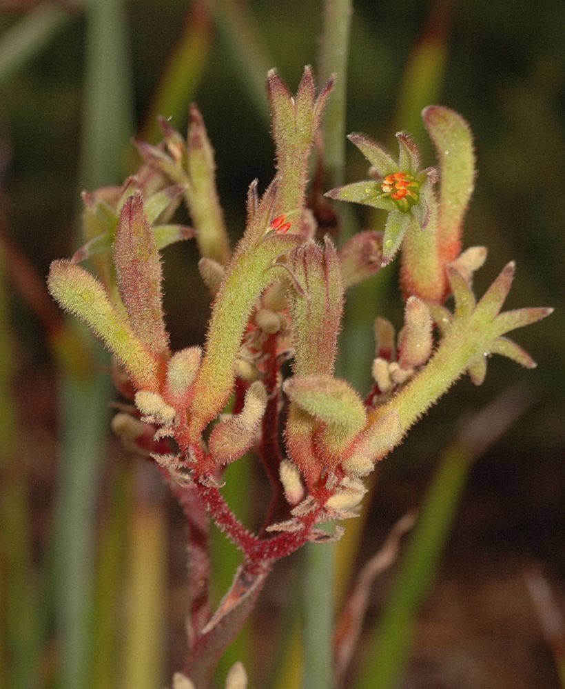 Haemodoraceae Anigozanthos flavidus