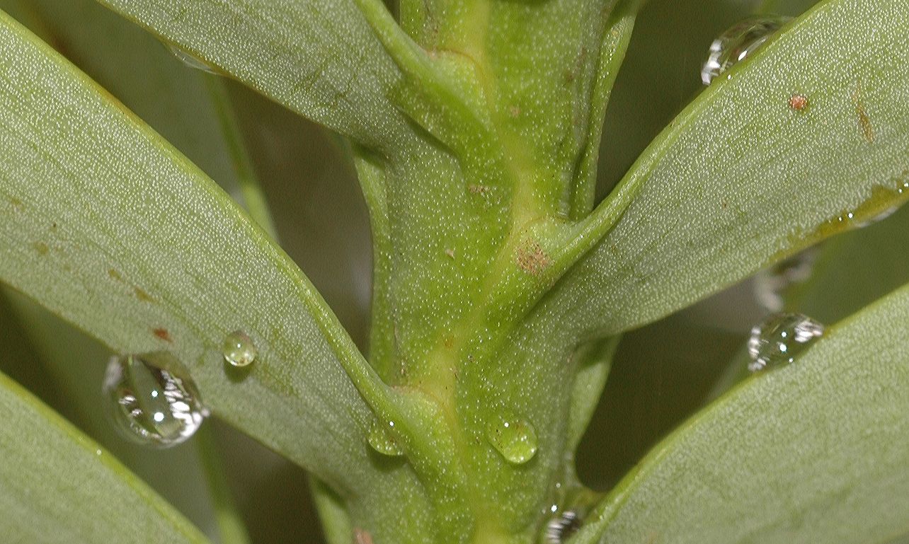 Araucariaceae Wollemia nobilis