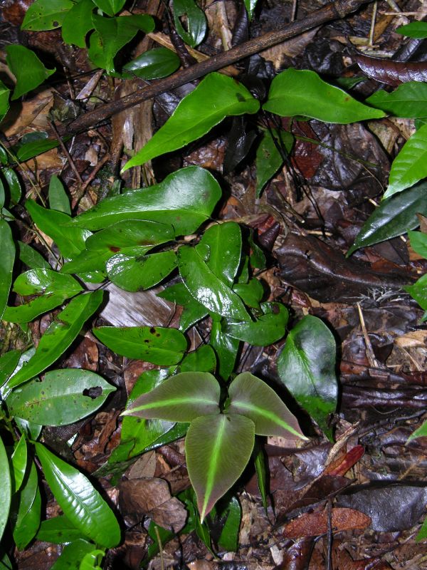 Pteridaceae Adiantum diphyllum
