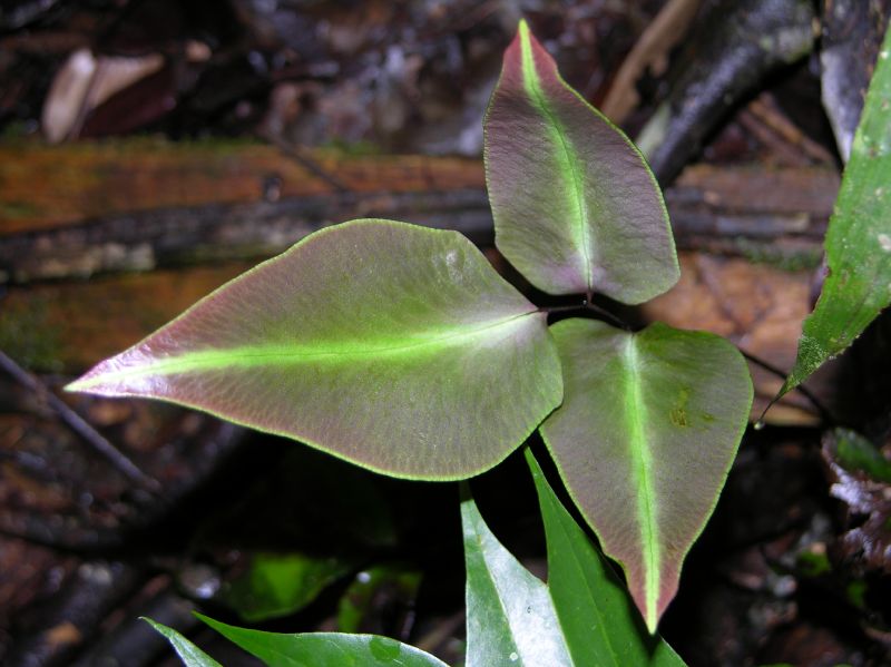 Pteridaceae Adiantum diphyllum