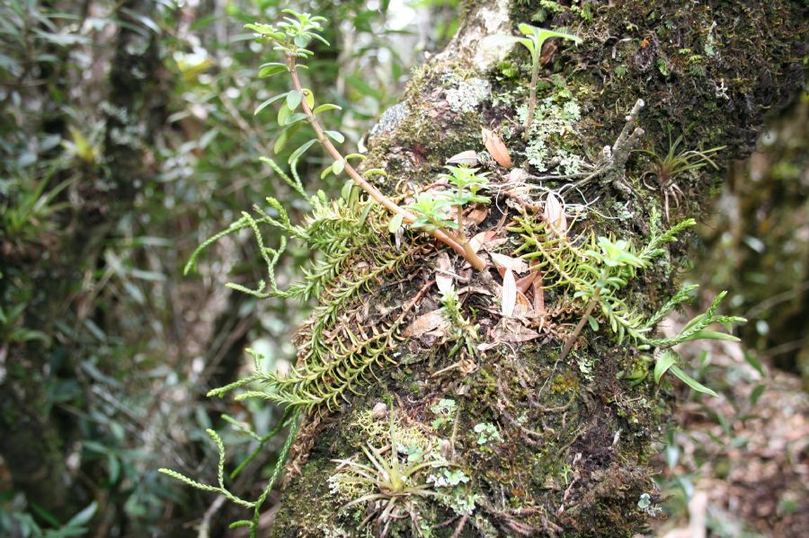 Lycopodiaceae Phlegmariurus biformis