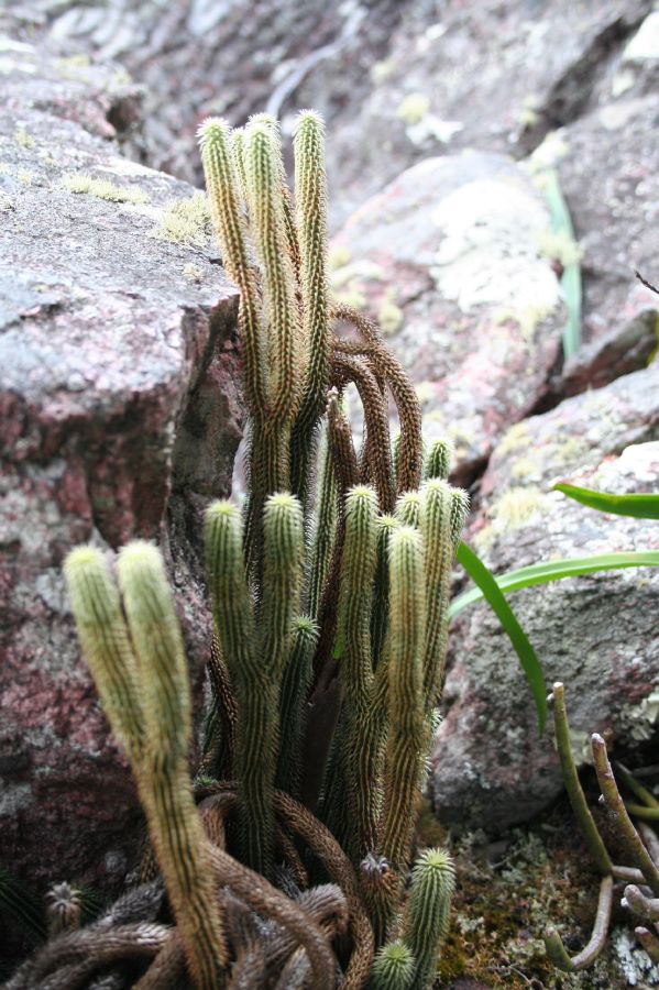 Lycopodiaceae Phlegmariurus mooreanus