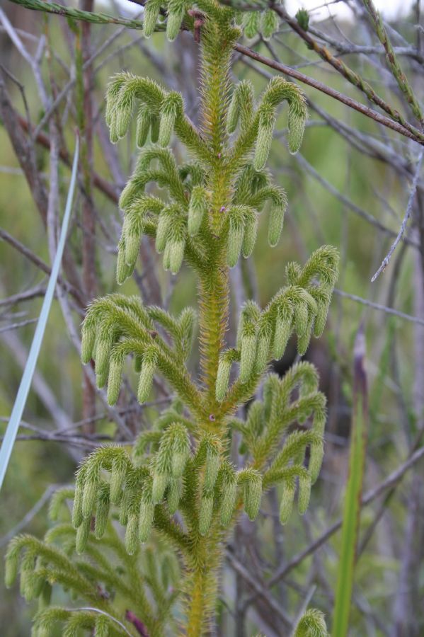 Lycopodiaceae Palhinhaea camporum