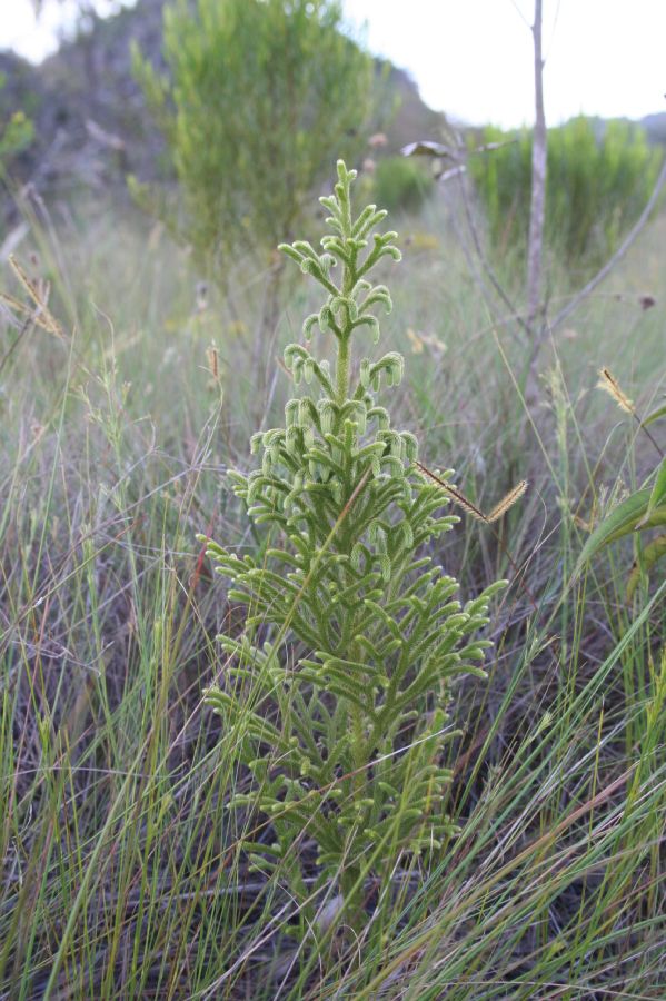Lycopodiaceae Palhinhaea camporum