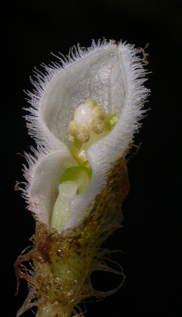 Araceae Pistia stratiotes