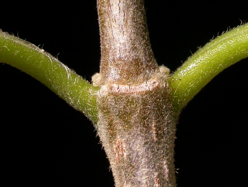 Trigoniaceae Trigonia rugosa