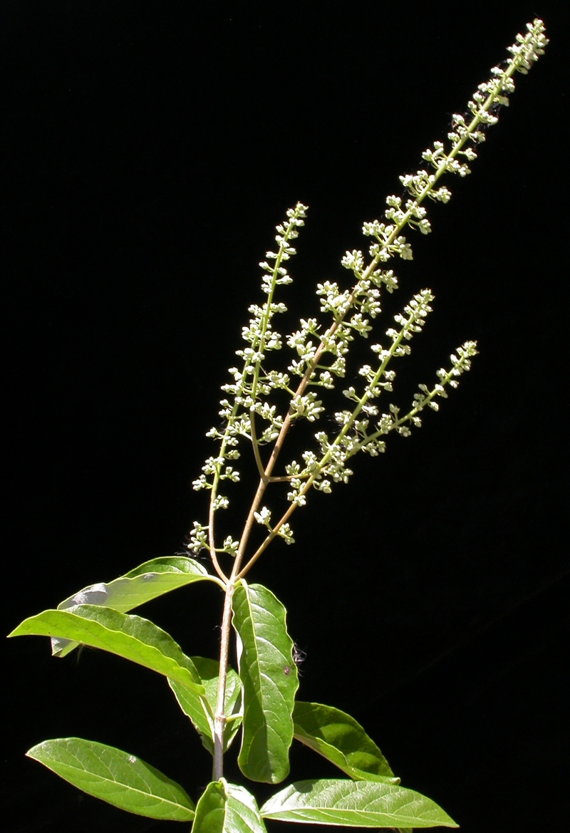Trigoniaceae Trigonia rugosa