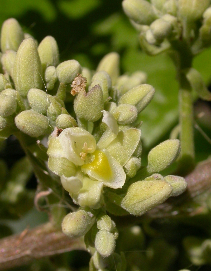 Trigoniaceae Trigonia rugosa