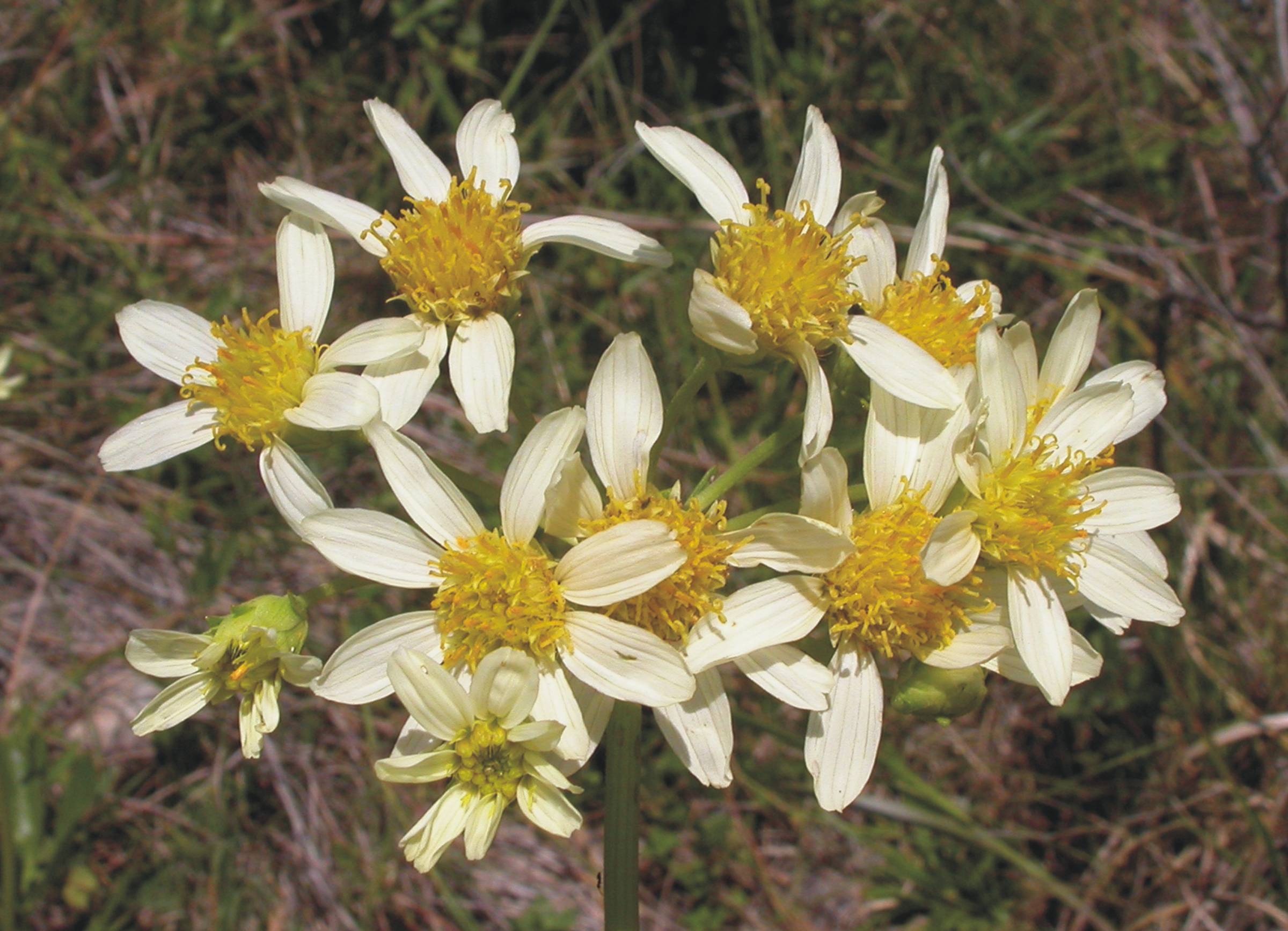 Asteraceae Calea cymosa