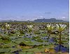image of Nymphaea 