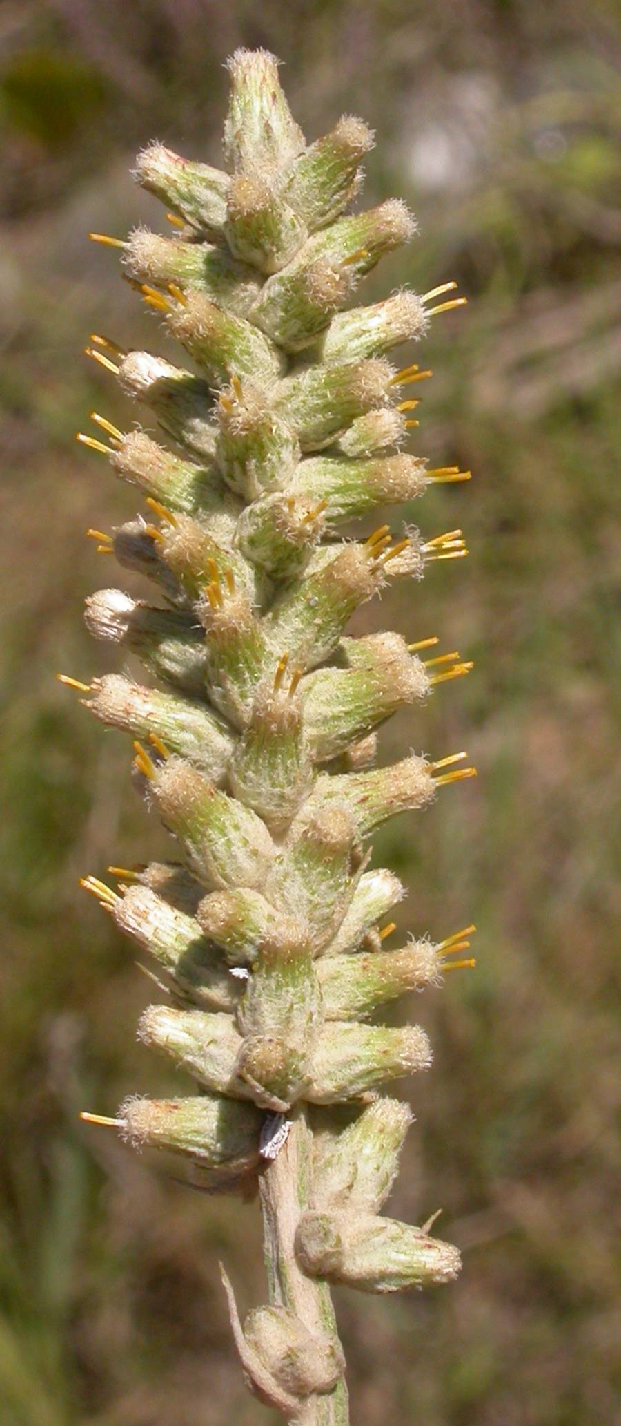 Asteraceae Pterocaulon lorentzii