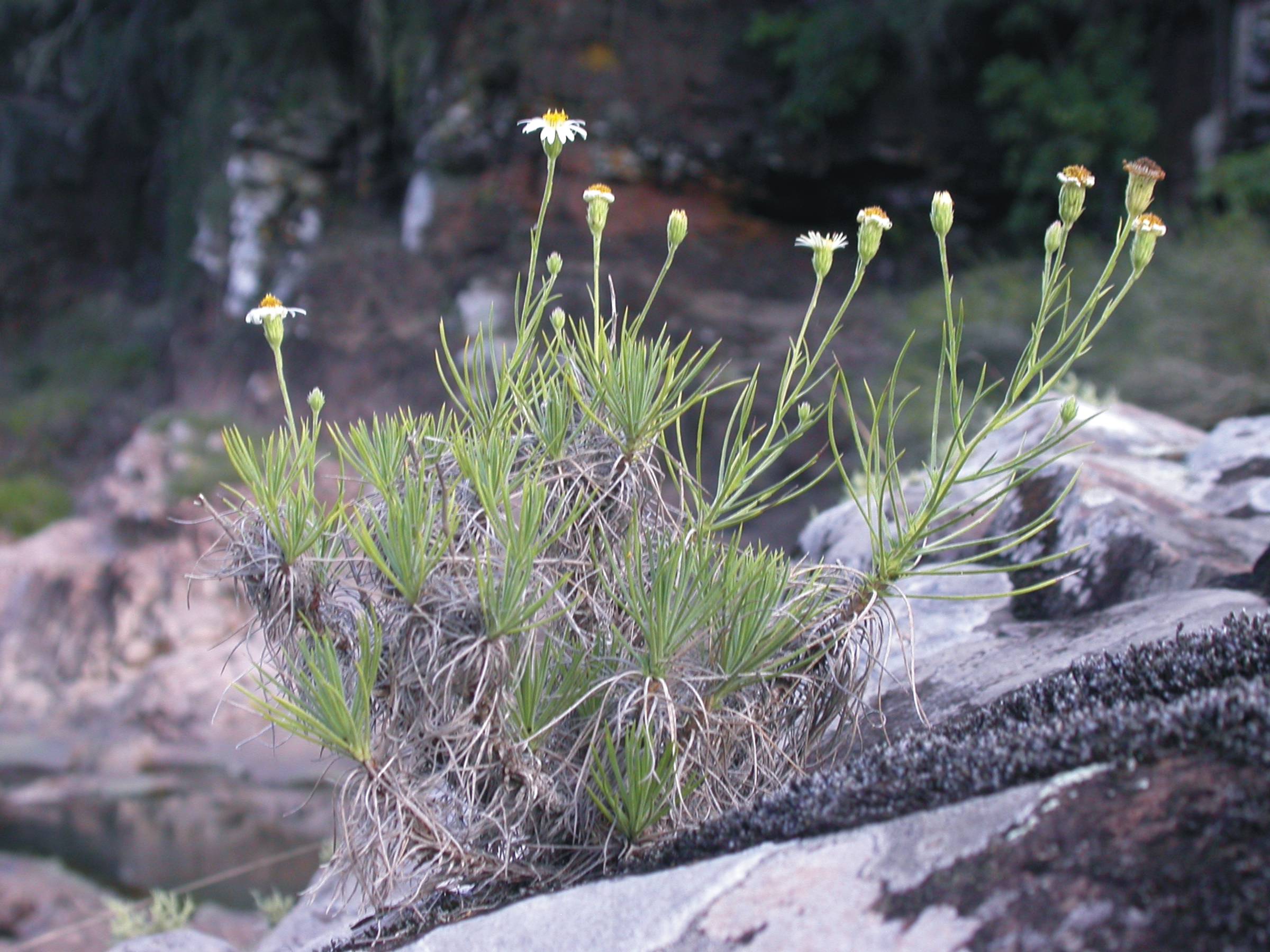 Asteraceae Sommerfeltia cabrerae