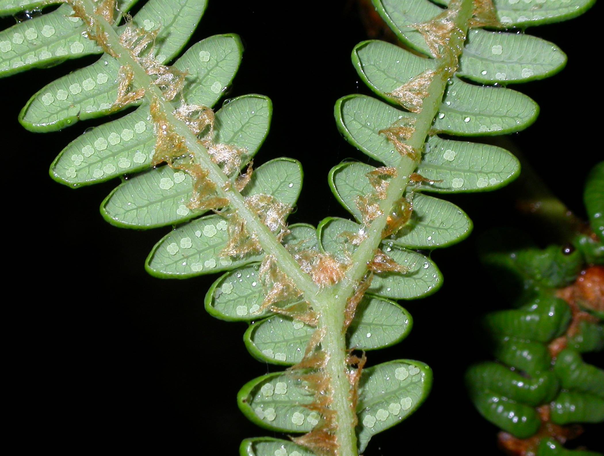 Gleicheniaceae Sticherus revolutus