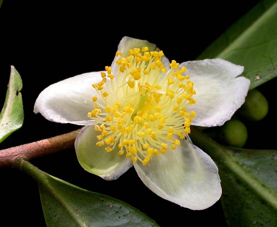 Theaceae Thea sinensis