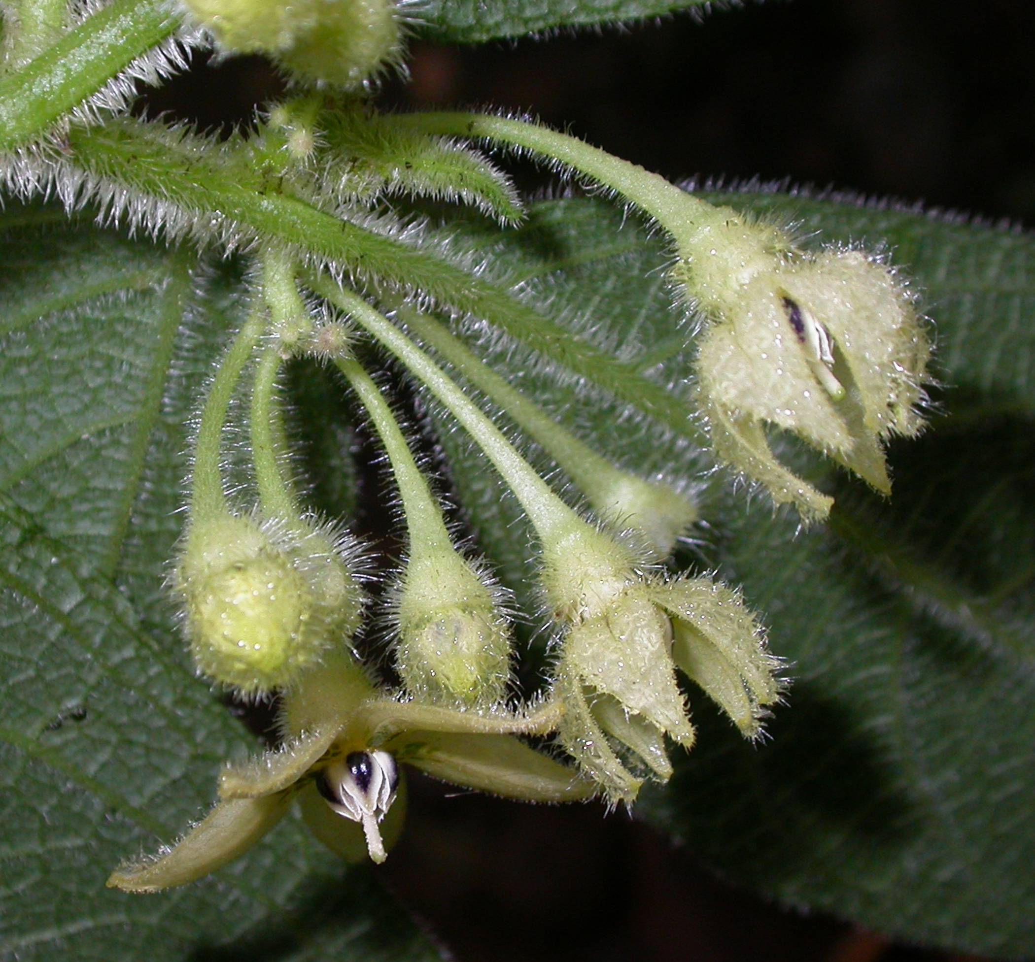 Solanaceae Witheringia 