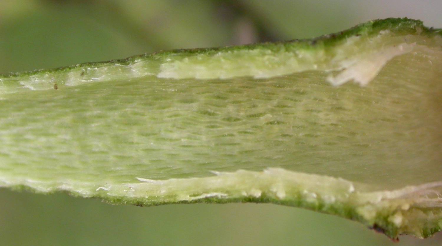 Annonaceae Guatteria 
