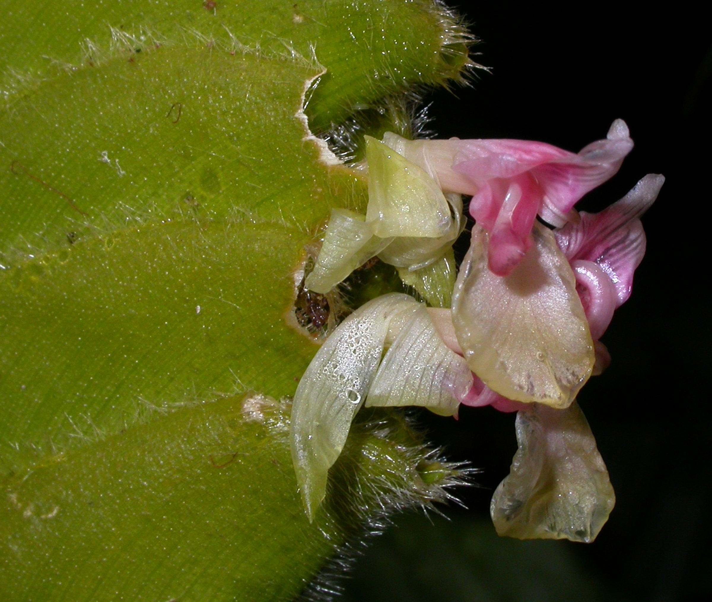 Marantaceae Calathea lasiostachya