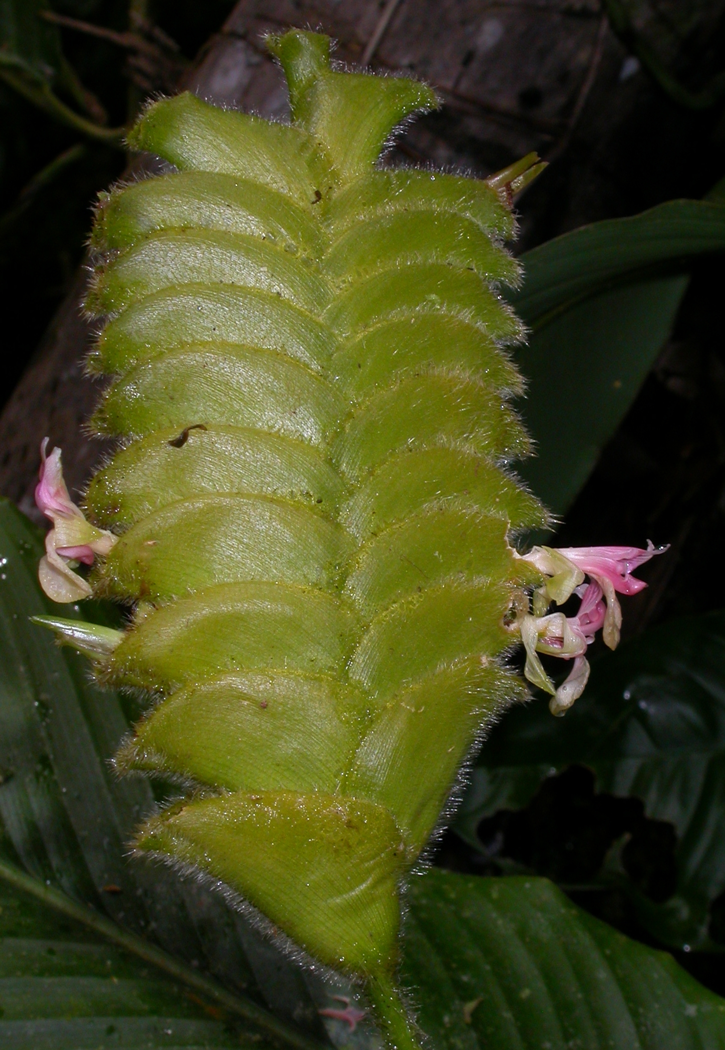 Marantaceae Calathea lasiostachya