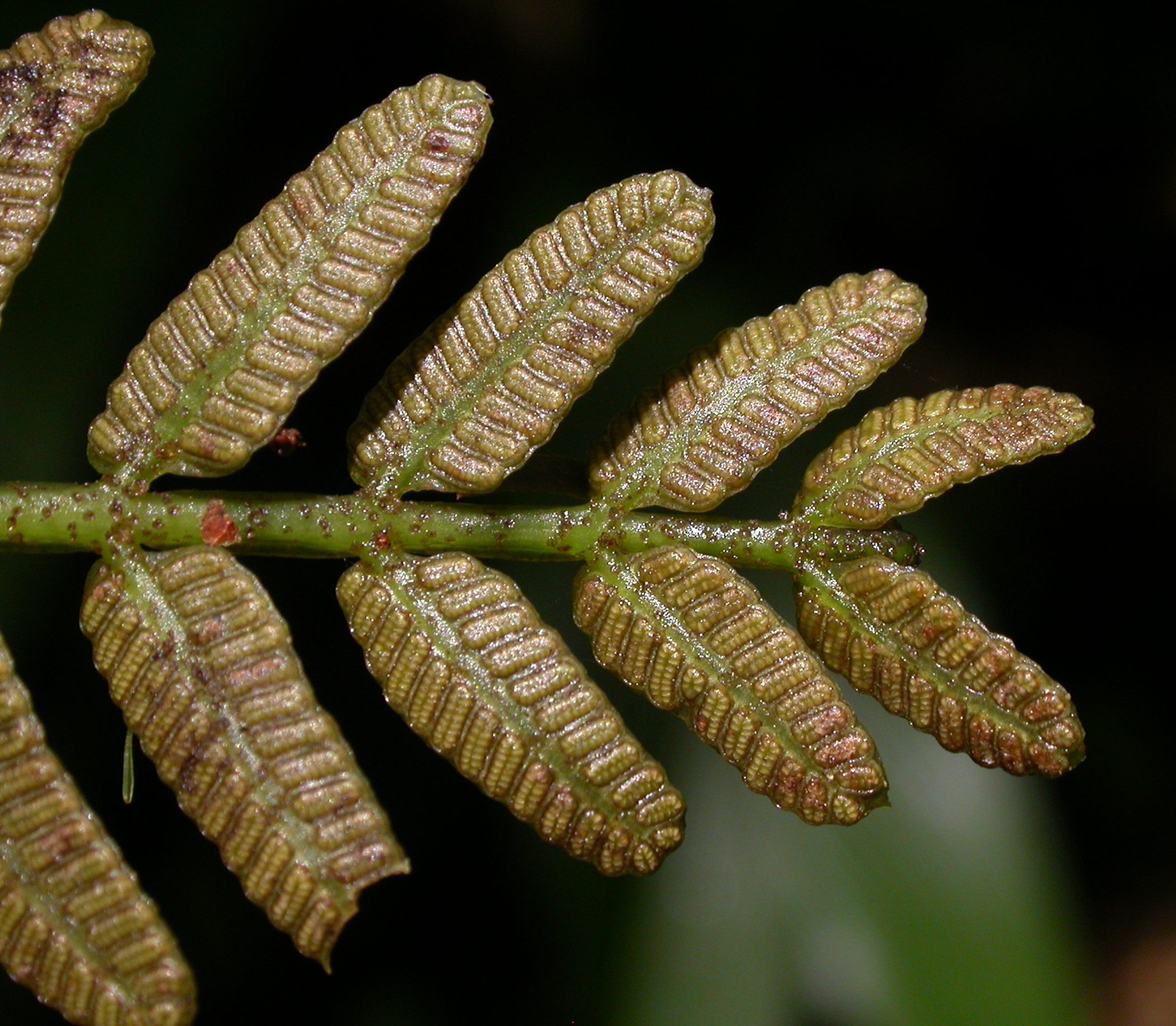 Marattiaceae Danaea wendlandii