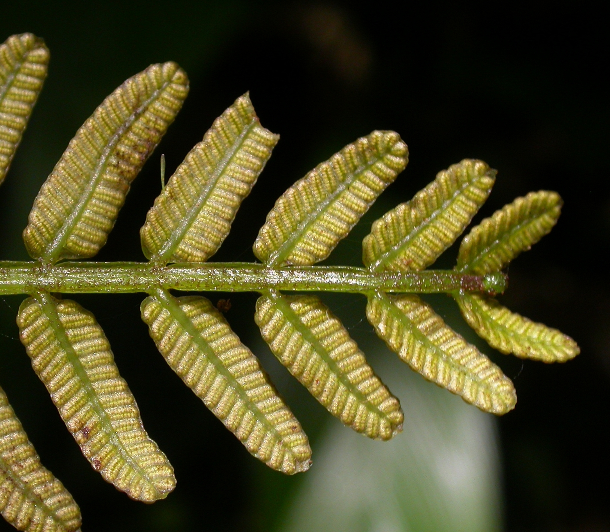 Marattiaceae Danaea wendlandii