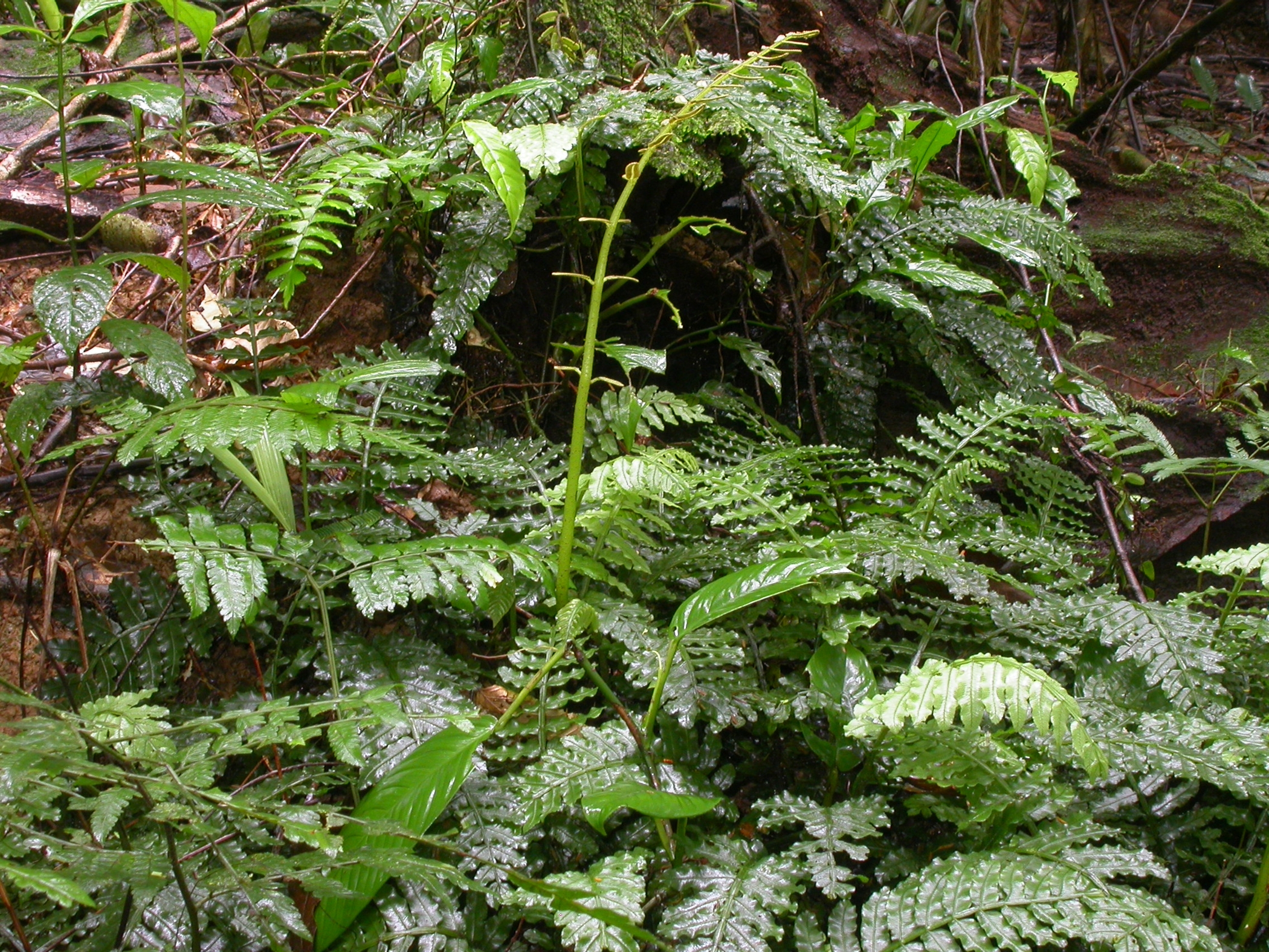 Marattiaceae Danaea wendlandii