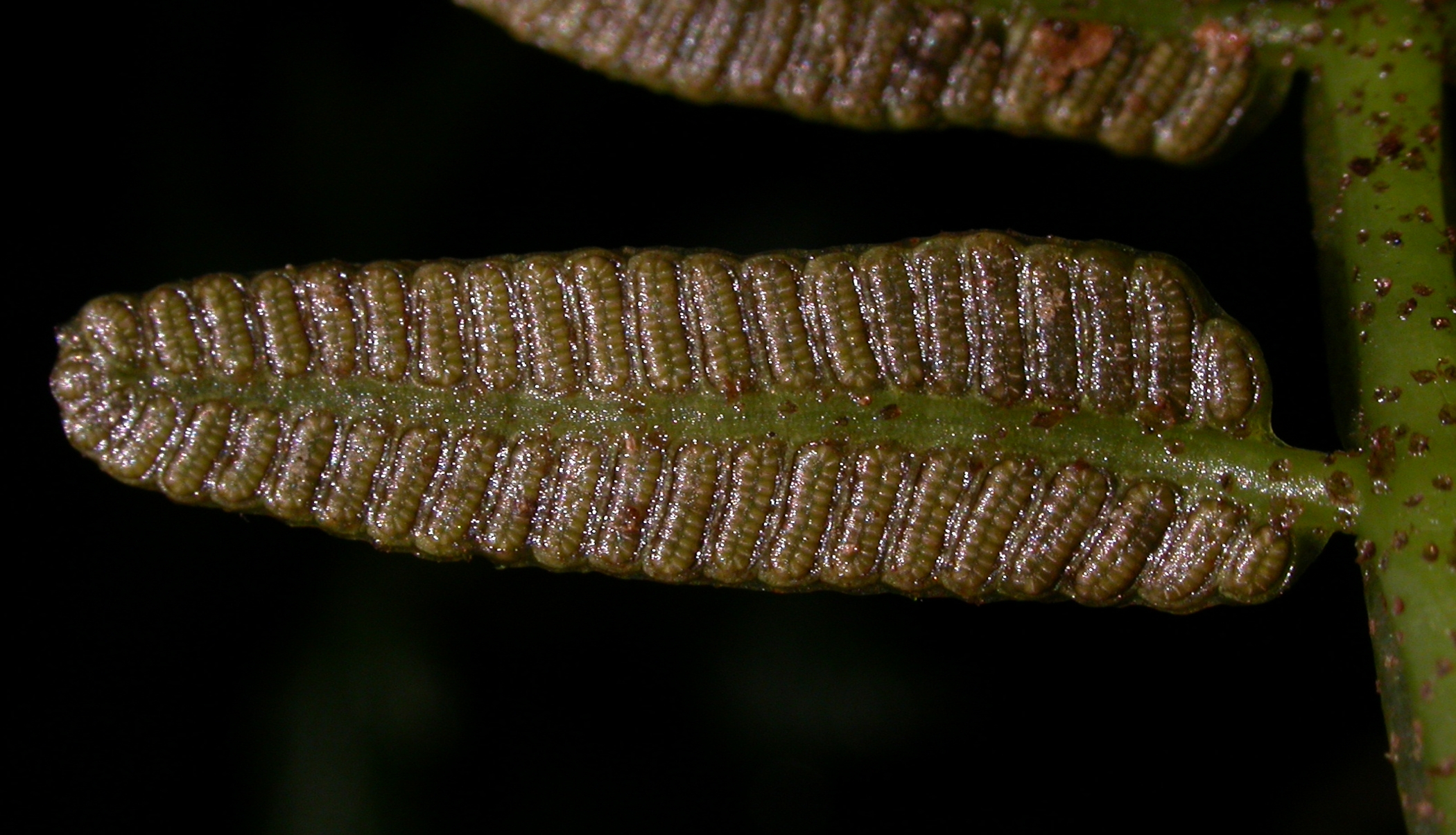 Marattiaceae Danaea wendlandii