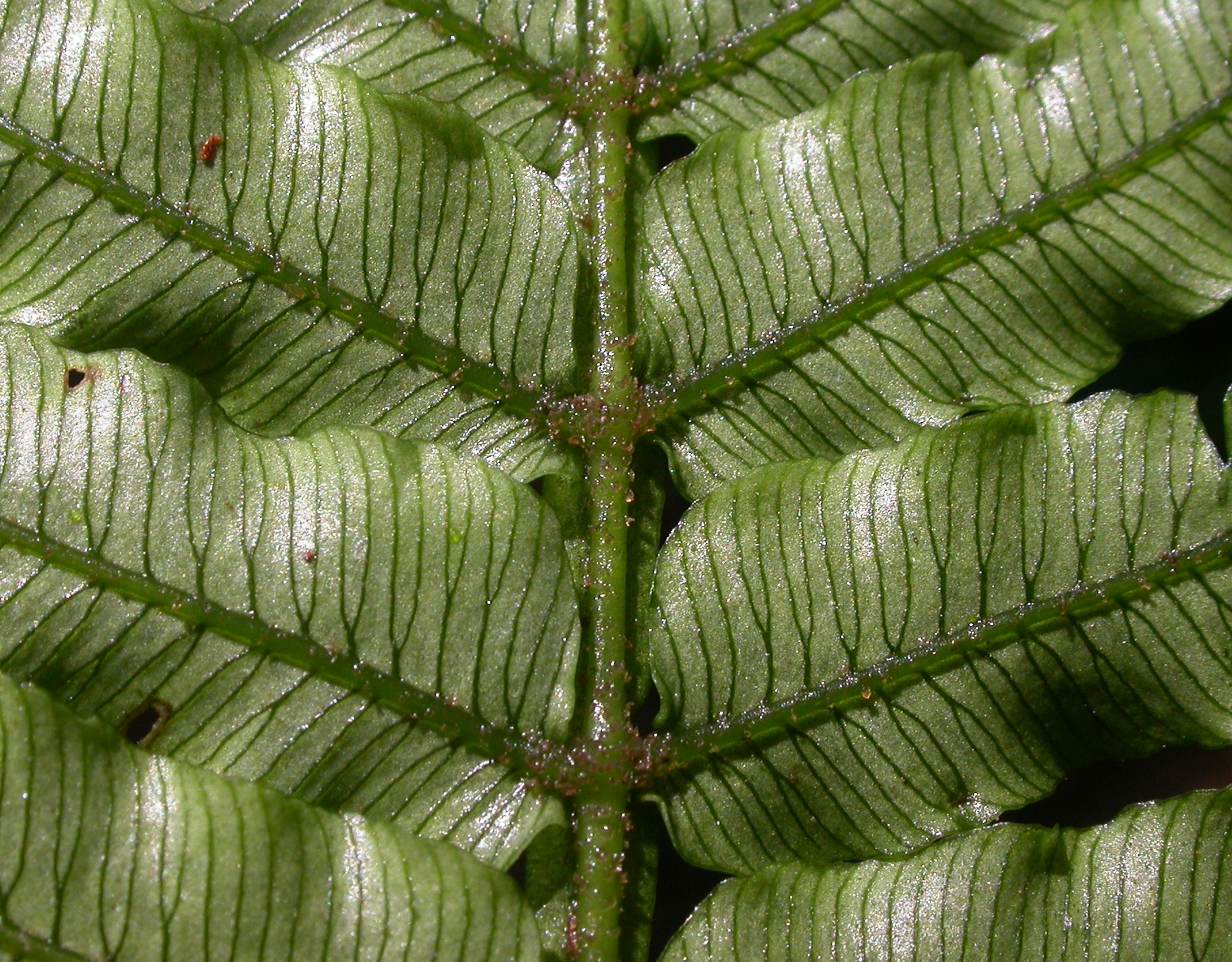 Marattiaceae Danaea wendlandii