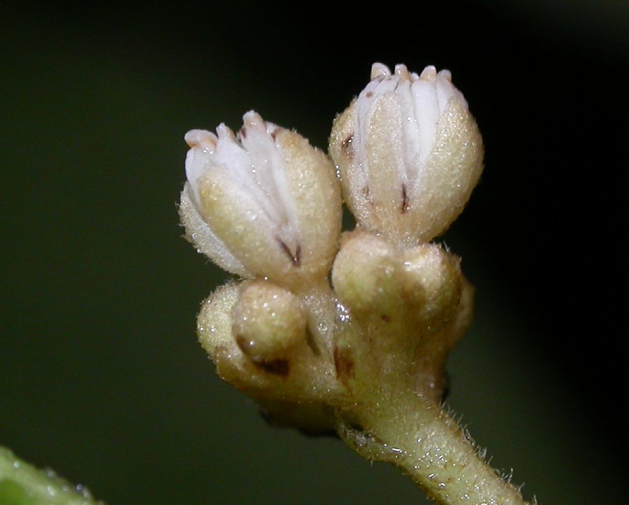 Dichapetalaceae Dichapetalum axillare