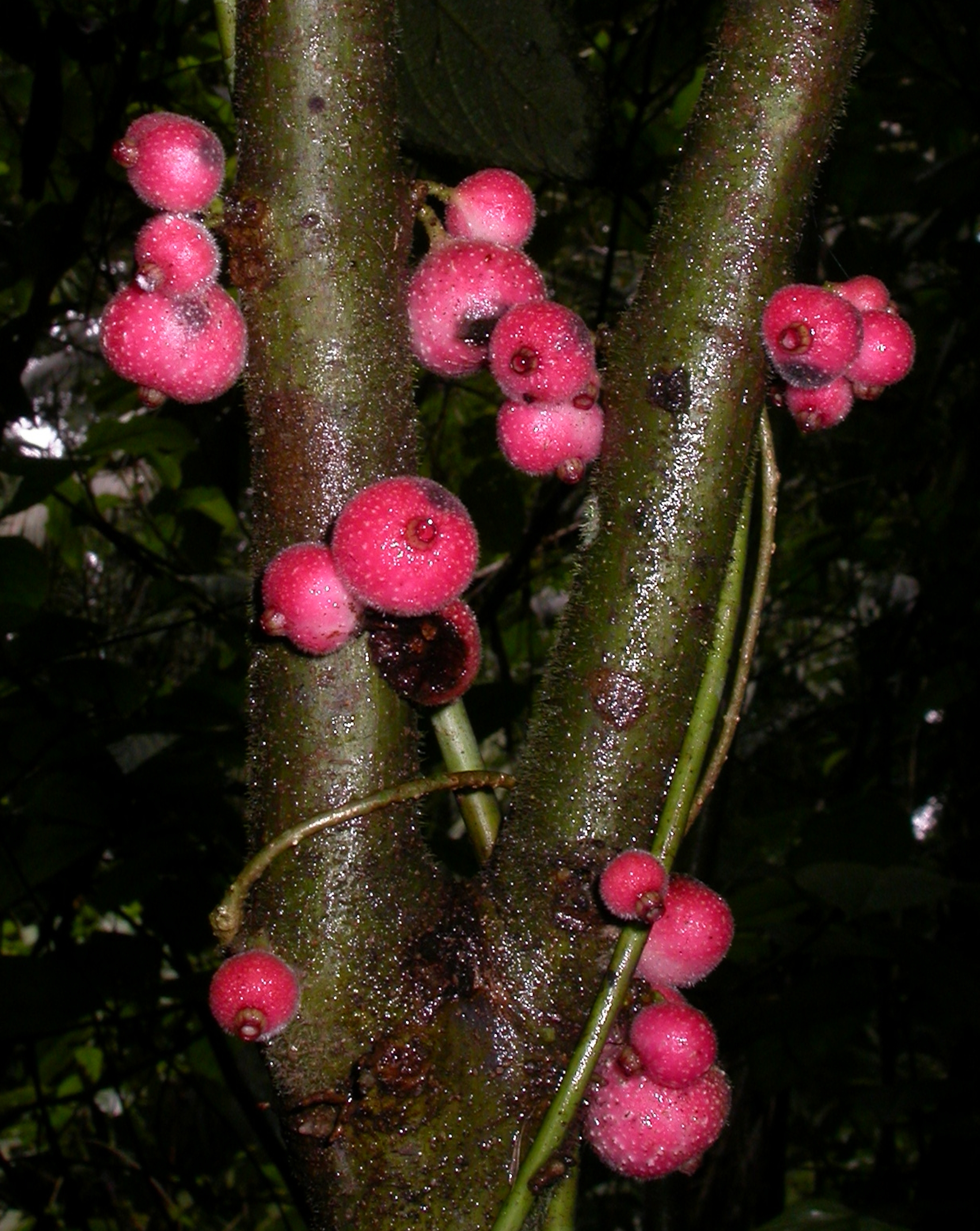 Monimiaceae Siparuna grandiflora