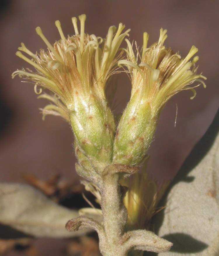 Asteraceae Gochnatia malmei