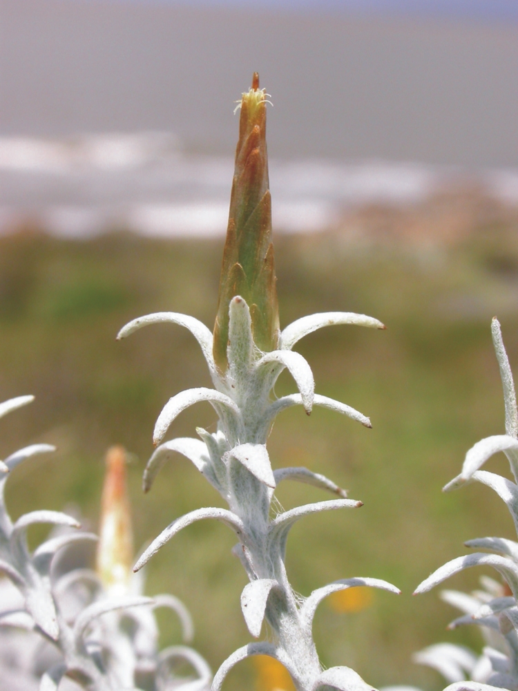 Asteraceae Lucilia acutifolia