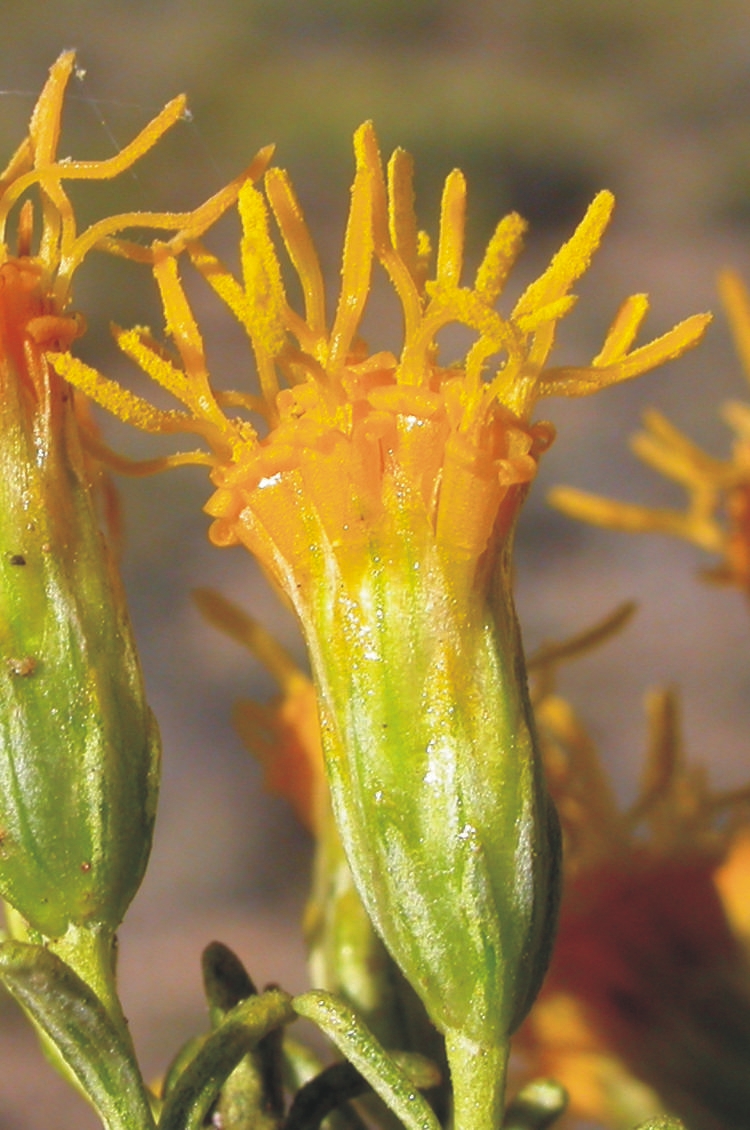 Asteraceae Nardophyllum bryoides
