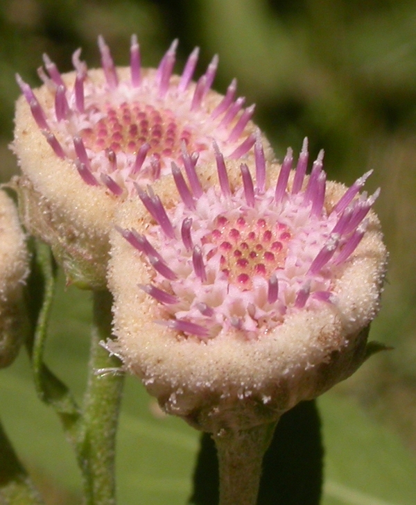 Asteraceae Pluchea saggitalis