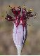 image of Porophyllum llinifolium