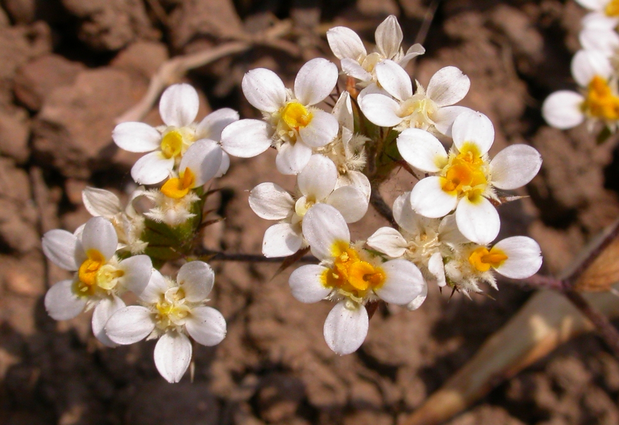 Asteraceae Triptilion capillatum