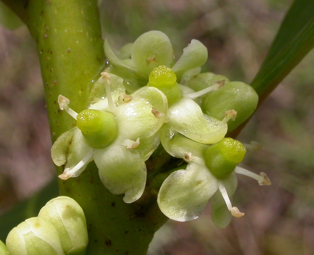 Aquifoliaceae Ilex paraguariensis