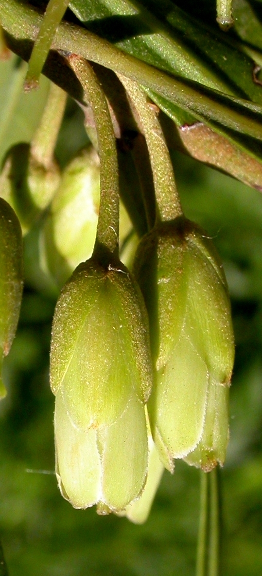 Sapotaceae Pouteria salicifolia